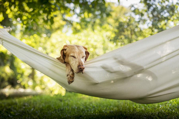 Puppy hammock outlet